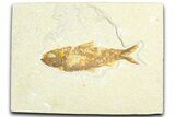 Detailed Fossil Fish (Knightia) - Wyoming #360721-1